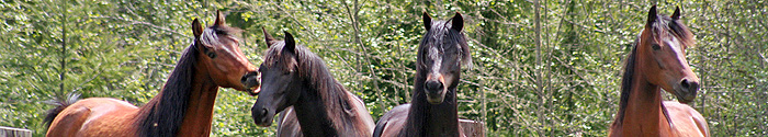 Horses